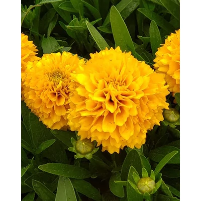 Coreopsis grandiflora 'Solanna Golden Sphere' – Menyecskeszem