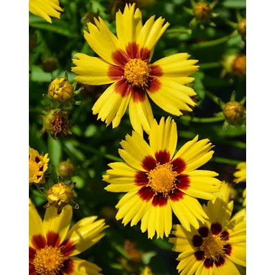 Coreopsis grandiflora 'SunKiss' – Nagyfészkű menyecskeszem