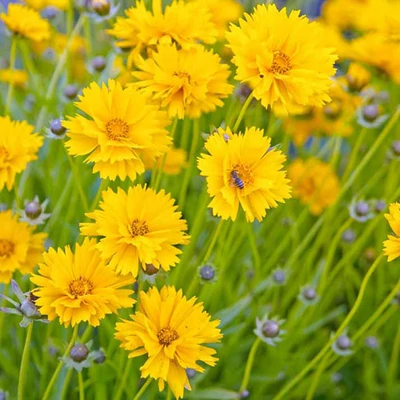 Coreopsis grandiflora 'Sunray' – Nagyfészkű menyecskeszem