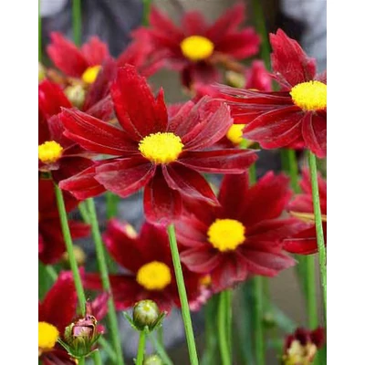 Coreopsis 'Red Elf' – Menyecskeszem
