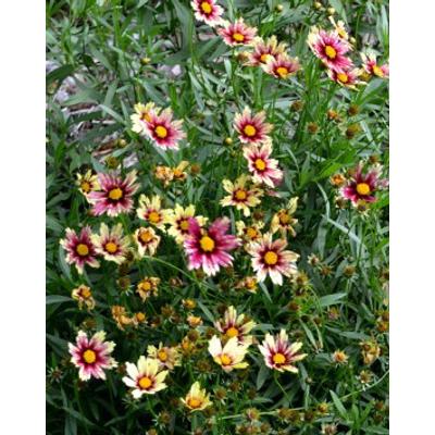 Coreopsis 'Redschift' - Menyecskeszem (krémsárga)
