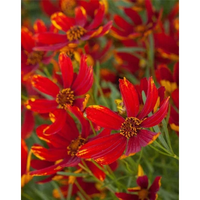 Coreopsis verticillata 'Ladybird' – Menyecskeszem