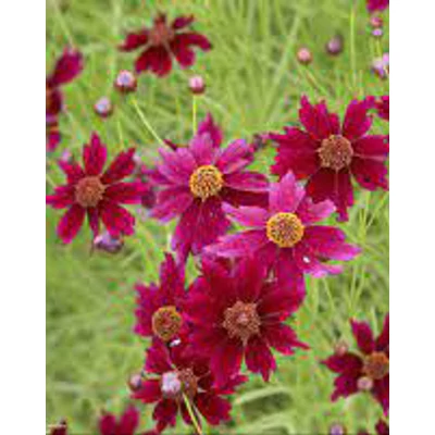 Coreopsis verticillata 'Limerock Ruby' – Menyecskeszem
