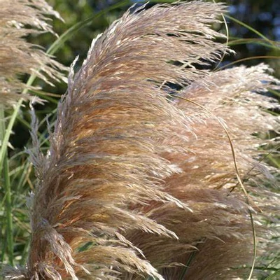 Cortaderia 'Copper Mistral'® – Pampafű