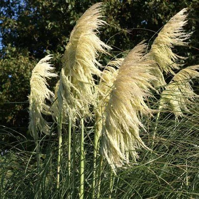Cortaderia 'Lime Green Mistral'® – Pampafű