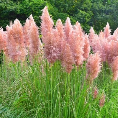 Cortaderia selloana 'Pink Feather' – Pampafű (rózsaszín)