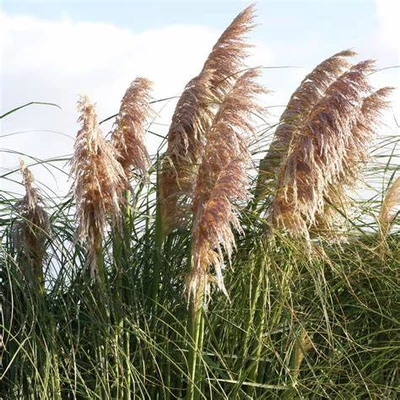 Cortaderia 'Pink Mistral'® – Pampafű