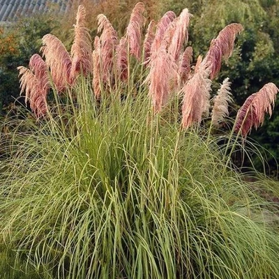 Cortaderia 'Red Mistral' – Pampafű