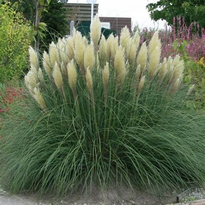 Cortaderia selloana 'Alba' – Ezüstös pampafű