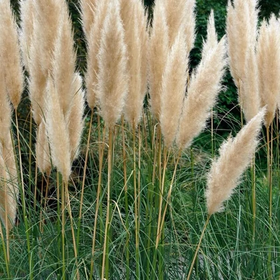 Cortaderia selloana 'Argentea' – Pampafű