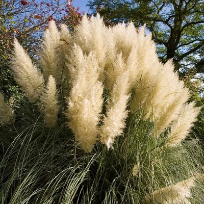 Cortaderia selloana 'Green Goblin' – Pampafű