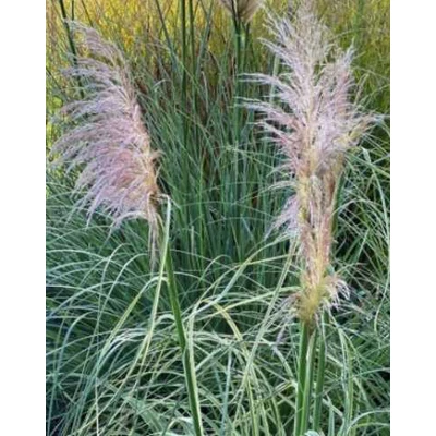 Cortaderia selloana 'Pink Phantom' – Pampafű