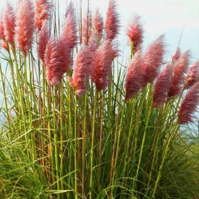 Cortaderia selloana 'Rosea' - Ezüstös pampafű (rózsaszín)