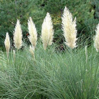Cortaderia selloana 'Silver Goblin'® – Pampafű