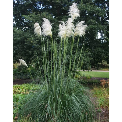 Cortaderia selloana 'Sunningdale Silver' – Ezüstös pampafű