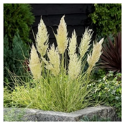 Cortaderia selloana 'Tiny Pampa Gold' – Pampafű