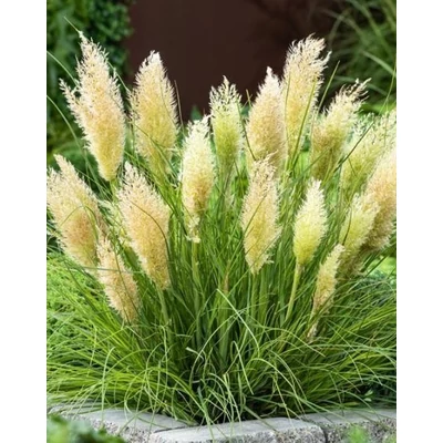 Cortaderia selloana 'Tiny Pampa' – Pampafű