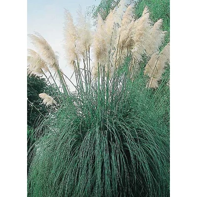 Cortaderia selloana 'White' - Ezüstös pampafű (fehér)