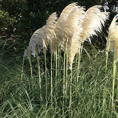 Cortaderia 'White Mistral' – Pampafű