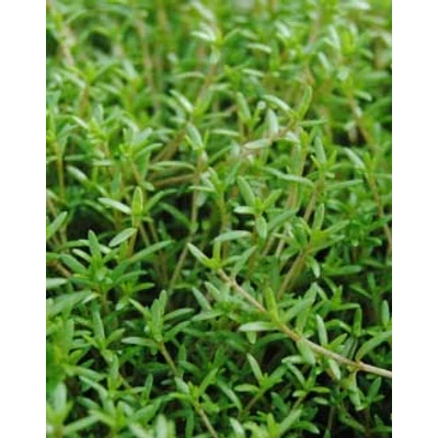 Crassula recurva – Vízi pozsga