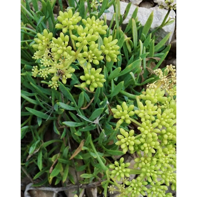 Crithmum maritimum – Tengeri kömény
