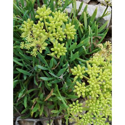 Crithmum maritimum – Tengeri kömény
