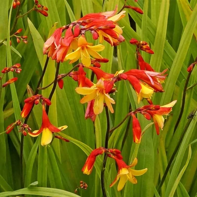 Crocosmia 'Harlequin' – Kerti sáfrányfű