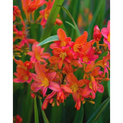 Crocosmia 'Carmine Brillant' – Kerti sáfrányfű