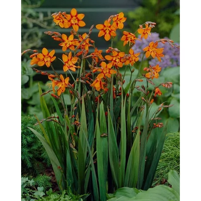 Crocosmia  x crocosmiiflora 'Emily McKenzie' – Kerti sáfrányfű
