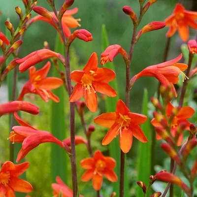 Crocosmia 'Fire King' – Kerti sáfrányfű