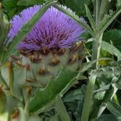 Cynara cardunculus 'Bianco Avorio' – Kárdi (bogáncsos articsóka, spanyol articsóka)