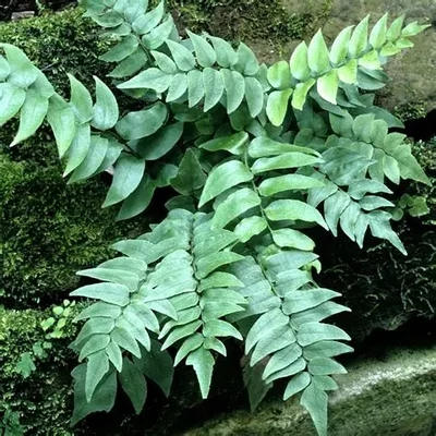 Cyrtomium falcatum – Sarlós babérpáfrány