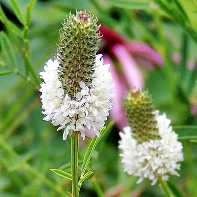 Dalea candidum – Fehér pusztai here