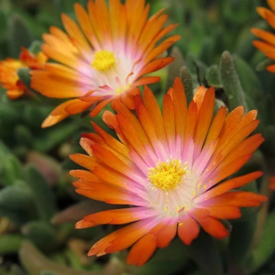 Delosperma cooperi Ice Cream 'Orange' – Délvirág, kristályvirág