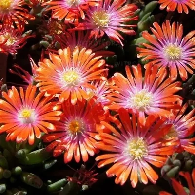 Delosperma 'Jewel of Desert Sunstone' – Délvirág, kristályvirág
