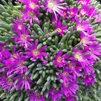 Delosperma sphalmanthoides – Délvirág, kristályvirág