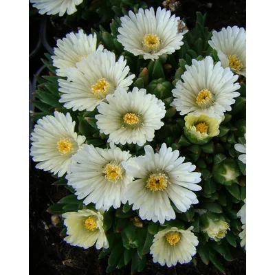 Delosperma congestum 'Alba' (syn.: 'Album') - Délvirág