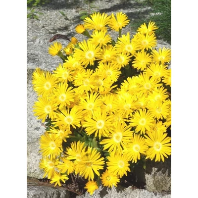 Delosperma congestum 'Golden Nugget' – Délvirág
