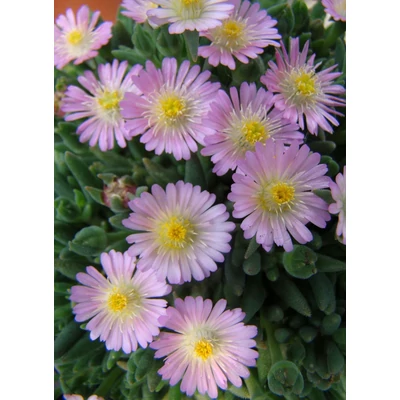 Delosperma 'Jewel of Desert Rosequartz' - Délvirág