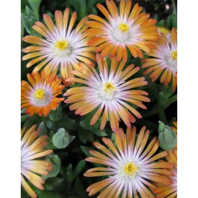 Delosperma 'Jewel of Desert Topaz' – Délvirág