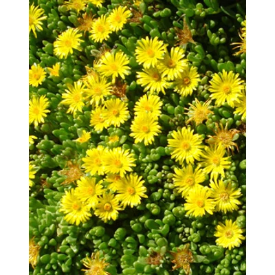Delosperma nubigenum - Sárga délvirág