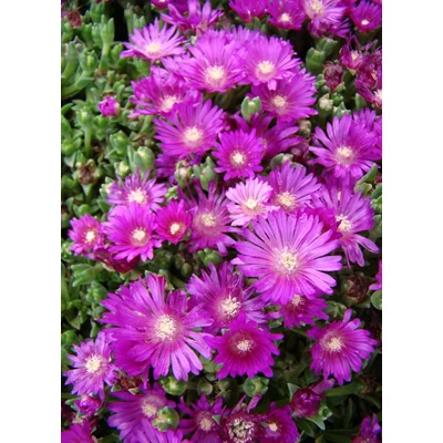 Delosperma 'Sani Pass' - Délvirág