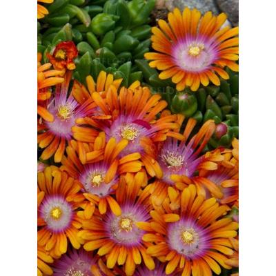 Delosperma 'Sundella Apricot' - Délvirág, kristályvirág