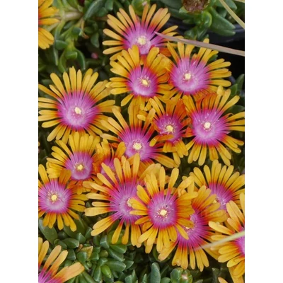 Delosperma 'Sundella Orange' – Délvirág, kristályvirág