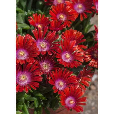 Delosperma 'Sundella Red' – Délvirág, kristályvirág