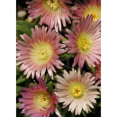 Delosperma sutherlandii 'Peach Star' – Délvirág