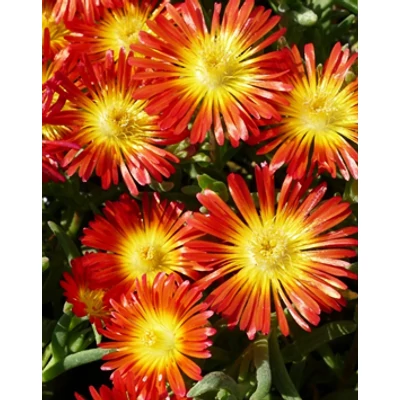 Delosperma 'Wheels of Wonder Fire Wonder' – Délvirág, kristályvirág