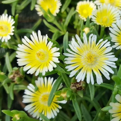 Delosperma 'Wheels of Wonder Limoncello' – Délvirág, kristályvirág