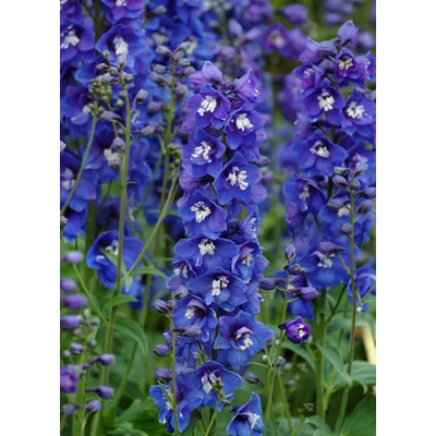 Delphinium 'Dasante Blue' – Kerti szarkaláb