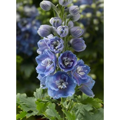 Delphinium 'Delphina Light Blue White Bee' – Nyúlánk szarkaláb